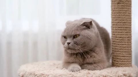 Cute gray cat on a light background Stock Footage 289388551