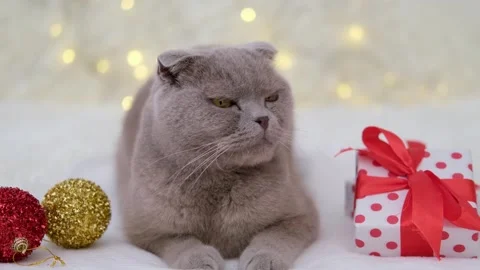 Cute gray cat on a light background Stock-Footage 289389196