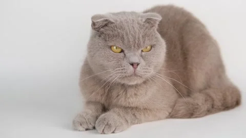 Cute gray cat on a light background Stock-Footage 294869764