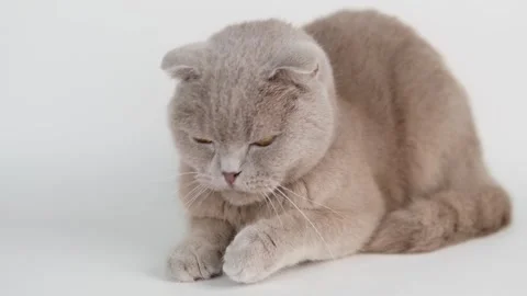 Cute gray cat on a light background Stock-Footage 298046993