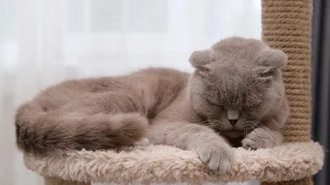 Cute gray cat on a light background Stock-Footage 302423310