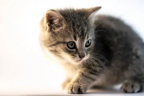 Cute gray cat looking right. Close up, portrait photo. Stock Photos
