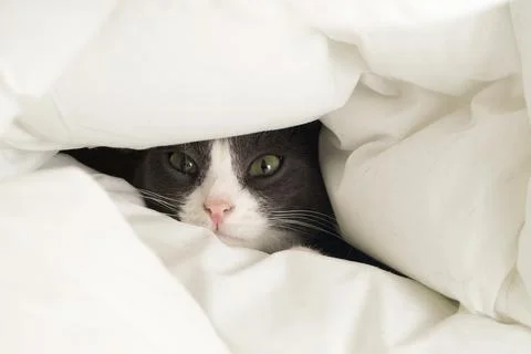 A cute gray cat lying in bed under a blanket. Home interior with a funny pet. Foto stock