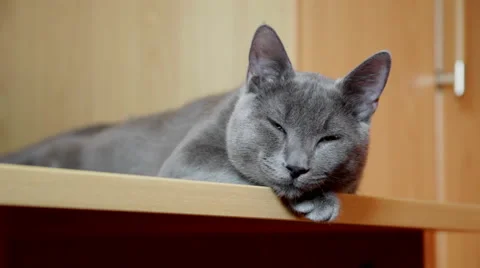 Cute gray cat lying on a desk, sleepy pet, cute animal, portrait Stock Footage 45879241