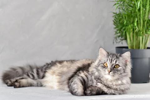 A cute gray cat is lying on a gray background Foto stock