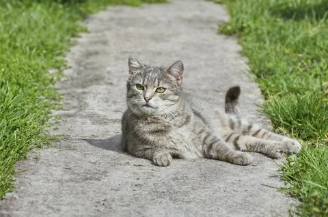 Cute gray cat lying on the path among green grass on sunny spring day Stock Photos
