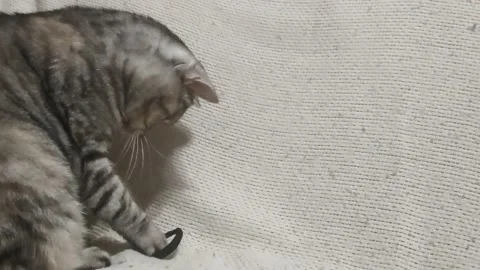 A Cute Gray Cat Makes a Funny Pose While Playing with a Rubber Band, Slow Motion Stock Footage 239165267