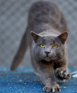 The cute gray cat Stock Photos