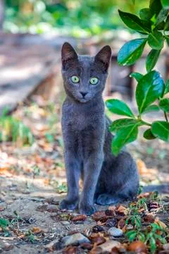 Cute gray cat Stock Photos