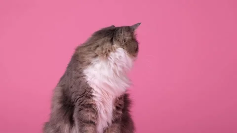 Cute gray cat on pink background. Monochrome background with space for text. Stock Footage 263449850