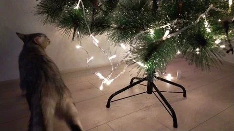 Cute gray cat playing and biting lights Stock Footage 142430752