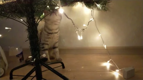 Cute gray cat playing and biting lights Stock Footage 142698148