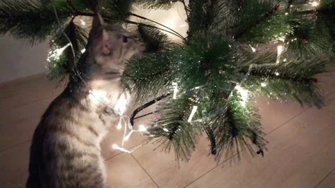 Cute gray cat playing and biting lights Stock Footage 142700478