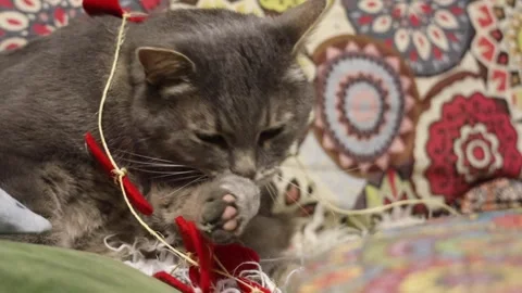 Cute gray cat playing with handmade felt heart garland at home. Cozy winter inte Stock Footage 327973446