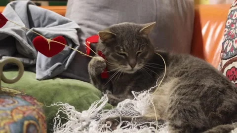 Cute gray cat playing with handmade felt heart garland at home. Cozy winter inte Stock Footage 327973481