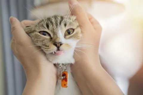 Cute gray cat playing with human hand while lying on sofa. Pet and people. Stock Photos