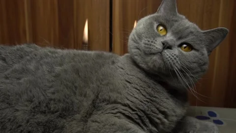 A cute gray cat is playing. Scottish Straight breed. Stock Footage 86215717