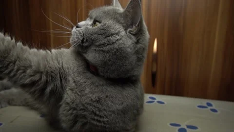 A cute gray cat is playing. Scottish Straight breed. Stock Footage 86215926