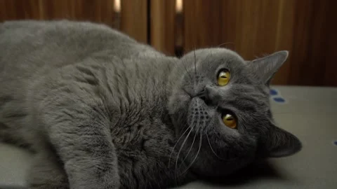 A cute gray cat is playing. Scottish Straight breed. Stock Footage 86216104