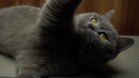 A cute gray cat is playing. Scottish Straight breed. Stock Footage 86216309