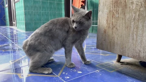 A cute gray cat is playing on the terrace of the house Stock Footage 324752356