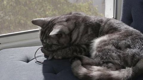 Cute gray cat playing with toy mouse on window sill Stock-Footage 79590557