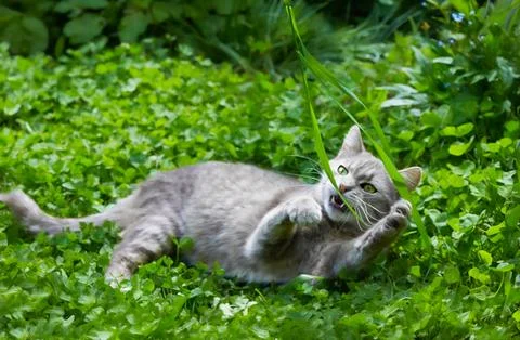 Cute gray cat plays with grass in green clover close-up Stock Photos