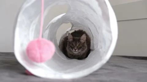 A cute gray cat plays with his toys in a cat tunnel. Stock Footage 172534405