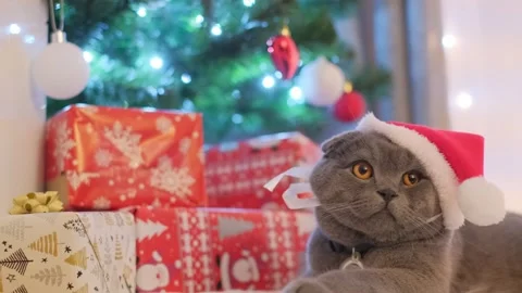 A cute gray cat with a red hat on his head sits on the background of a Christmas Vídeo Stock 304960247