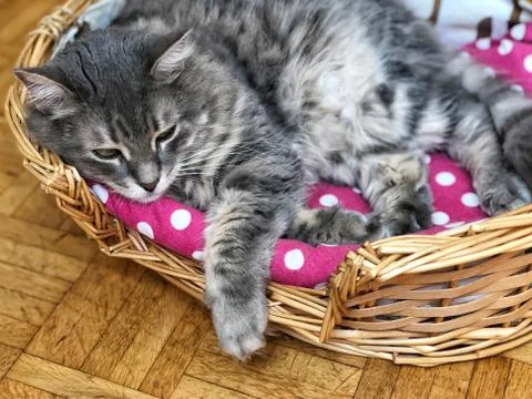 A cute gray cat resting in its basket Stock Photos