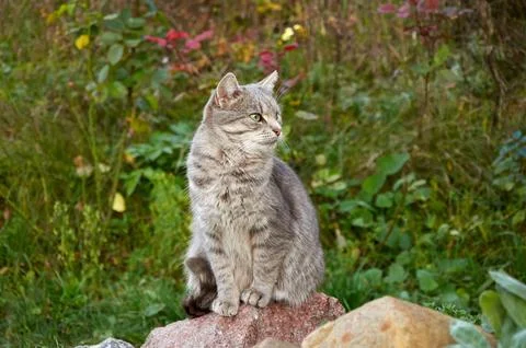 A cute gray cat sits on a large rock among the plants Stock Photos