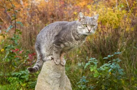 A cute gray cat sits on a large rock among the plants Stock Photos