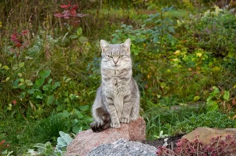 A cute gray cat sits on a large rock among the plants Stock Photos