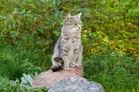 A cute gray cat sits on a large rock among the plants Stock Photos
