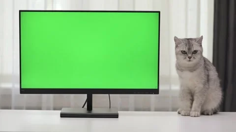 Cute gray cat sitting next to green screen monitor 스톡 동영상 245855507