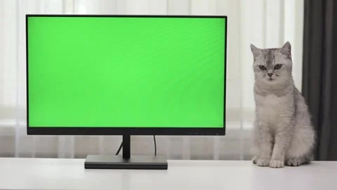 Cute gray cat sitting next to green screen monitor Stock Footage 246741878