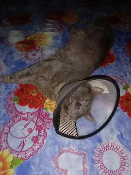 A cute gray cat is sleeping 写真素材