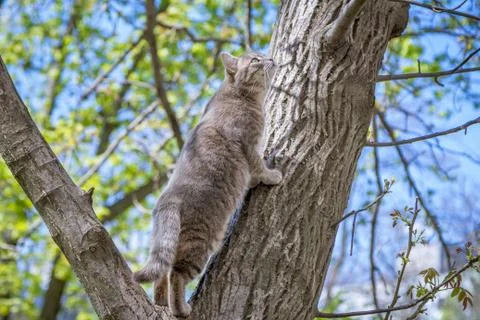 Cute gray cat standing on a tree branch Stock Photos