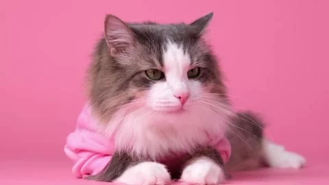 Cute gray cat in sweatshirt on pink background. Stock Footage 263449827