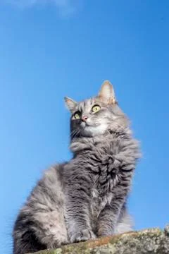 Cute gray cat on the wall Stock Photos