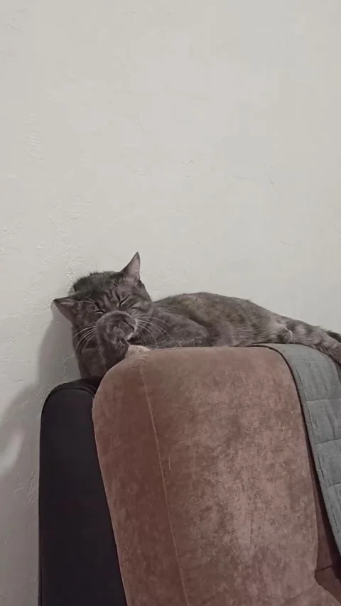 Cute gray cat washes its paw Stock Footage 237049993