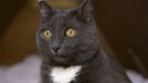 Cute gray cat with yellow cat eyes peered intently in search of prey. Cat turns Stock-Footage 220287155