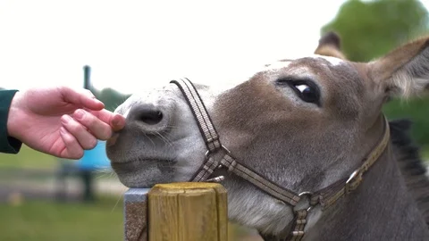 Cute gray donkey being petted on the nose. Stock Footage 112564904