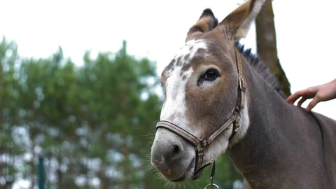 Cute gray donkey looking around while being petted by people Stock Footage 112564891