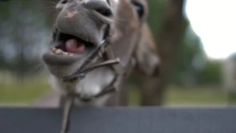 Cute gray donkey trying to bite owners hand in a farm. Stock Footage 112564905