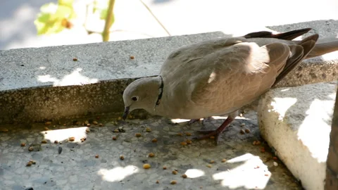 Cute gray dove eats grains on the balcony of a sunny summer day Stock Footage 137016492