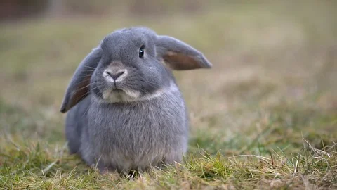 Cute gray dwarf rabbit lie in garden Stock Footage 73794791
