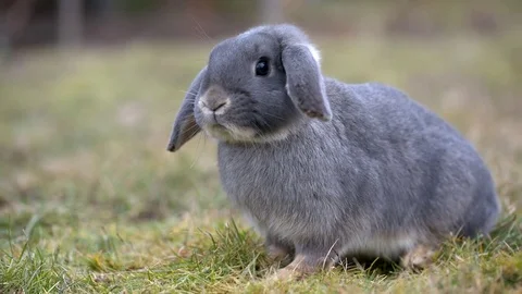 Cute gray dwarf rabbit lie in garden Video stock 73794792