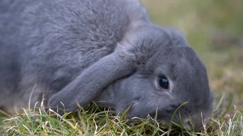Cute gray dwarf rabbit lie in garden Stock Footage 73794795