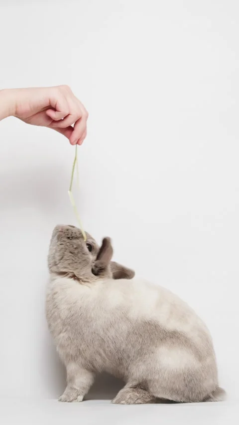 Cute gray dwarf rabbit standing on two hind legs, reaching up, eating hay fro Vídeo Stock 236713679